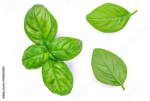 Fresh basil leaf isolated on white background, close up. Basil herb  top view set
