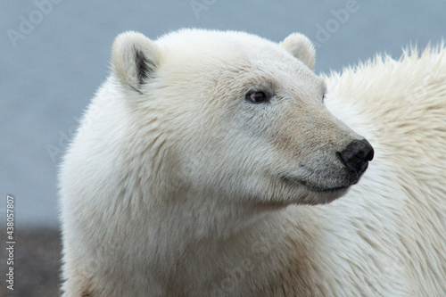 Polar Bear side look © James