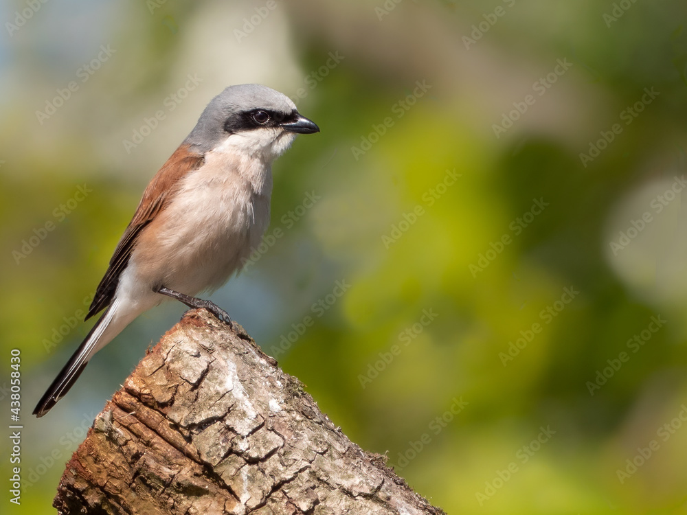 Obraz premium Neuntöter (Lanius collurio) Männchen auf einem Baumstumpf