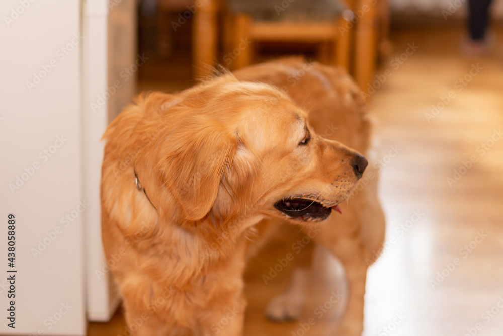 Golden Labrador Retriever bored on a wooden floor in the kitchen.Blurry background.