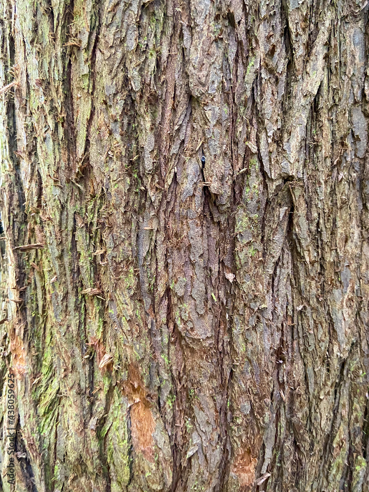Obraz premium Tree bark textured background