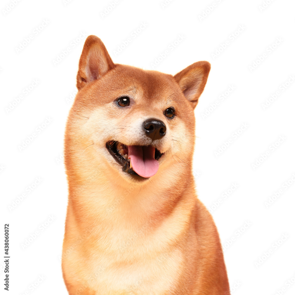 Happy shiba inu dog on yellow. Red-haired Japanese dog smile portrait.