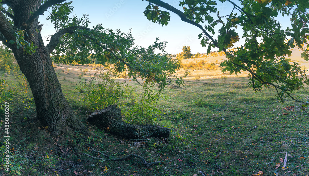 Fototapeta premium Summer landscape