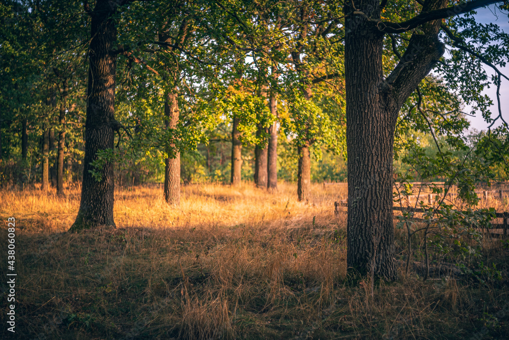 Summer landscape Summer landscape