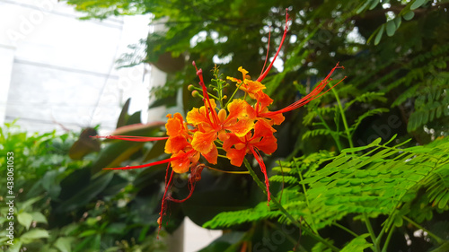 Red Flamboyant Flower in a garden