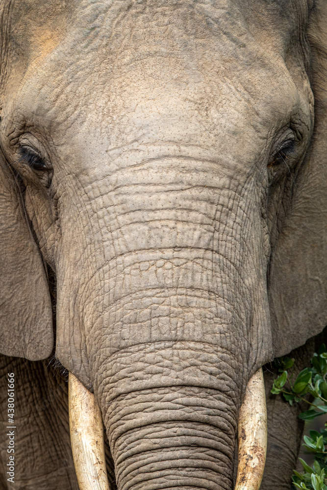 Close up of an African elephant.