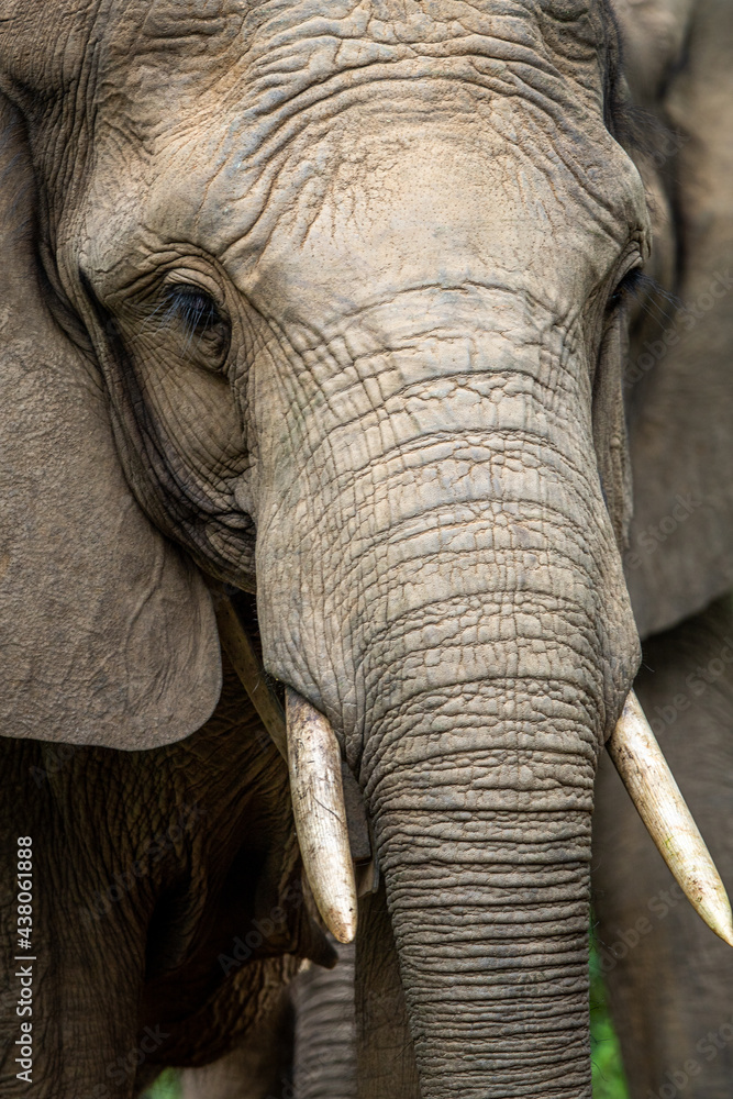 Close up of an African elephant. Close up of an African elephant.