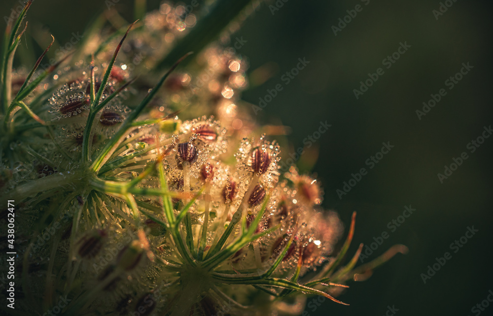 Nature beauty Nature beauty