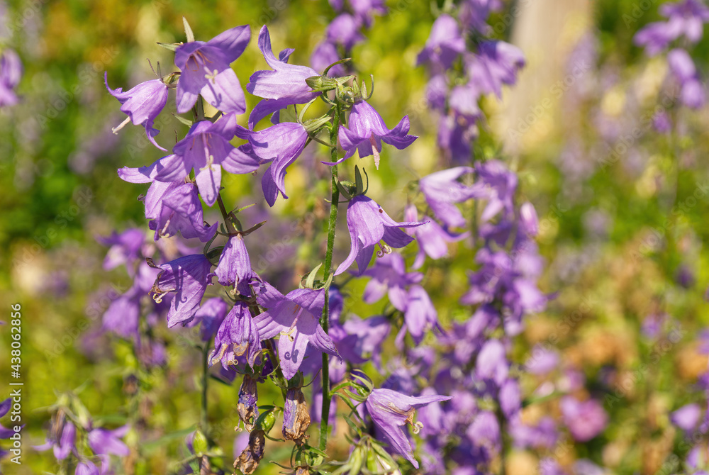 Fototapeta premium Campanula bell flowers in a meadow