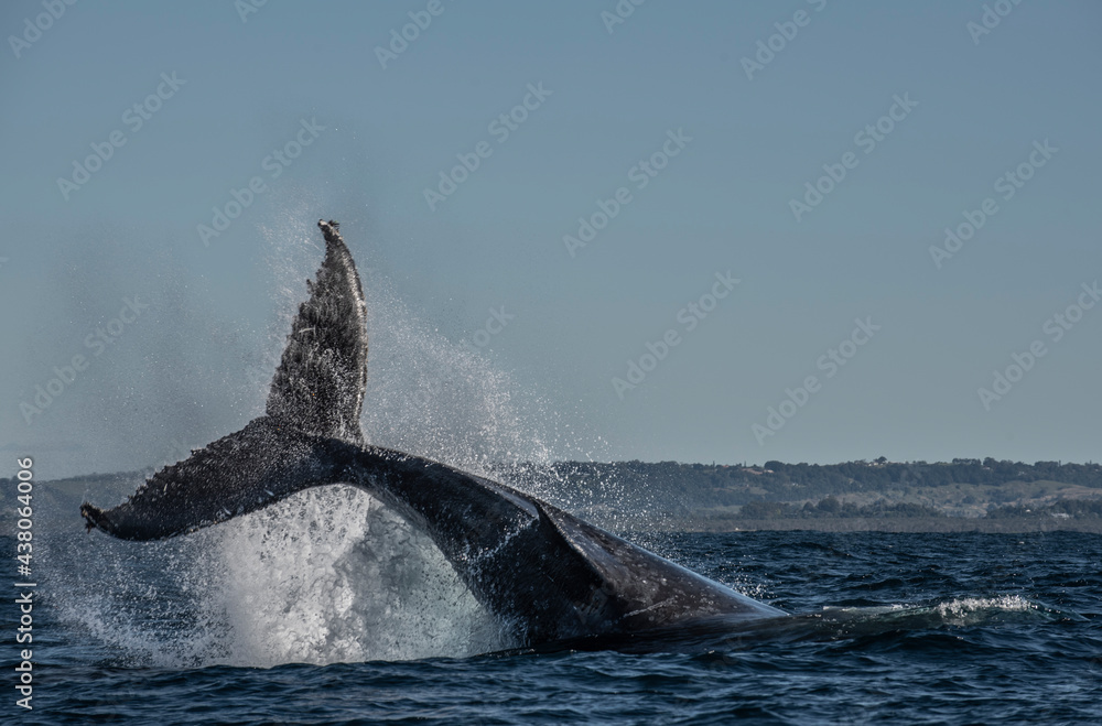 Fototapeta premium Humpback whale tail slapping in the Cape Byron Marine Park off Byron Bay, New South Whales