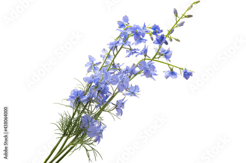 perennial delphinium flowers isolated