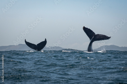 Humpback whale tail slapping in the Cape Byron Marine Park off Byron Bay, New South Whales