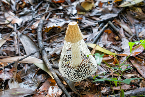 Phallus multicolor also known as a stinkhorn fungi near Kuranda in Tropical North Queensland, Australia photo