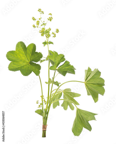 Canvas Print Lady's Mantle leaves isolated on white background