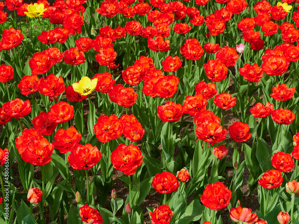 Lots of scarlet tulips blooming in the bright sunlight
