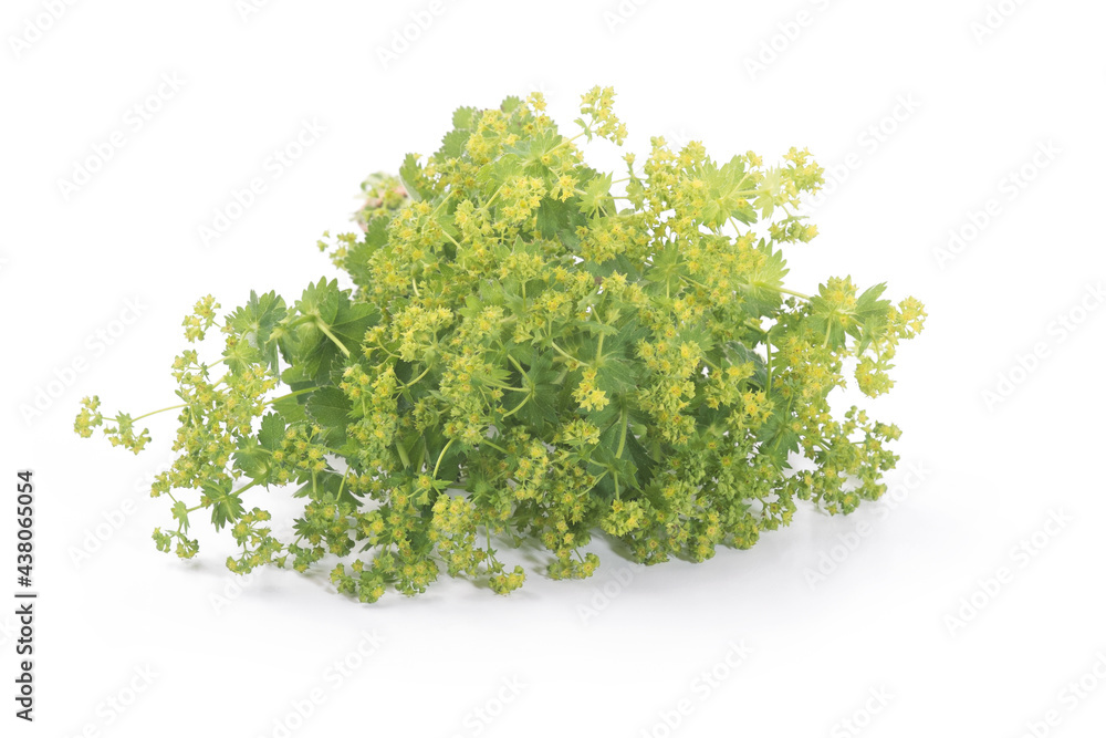 Obraz premium Lady's Mantle leaves isolated on white background. Herbal tea. (Alchemilla mollis)
