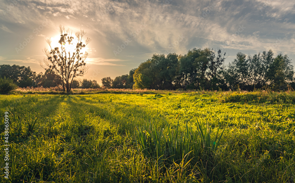 Obraz premium Summer moring among fields