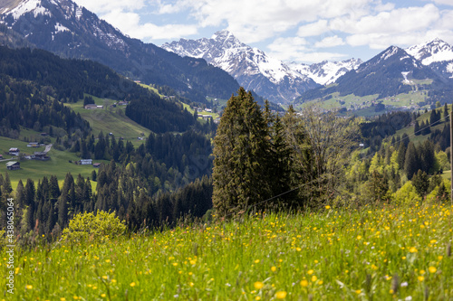 Alpenpanorama mit Schneebedeckten Gipfeln und grünen Wiesen und Bäumen © carolindr18