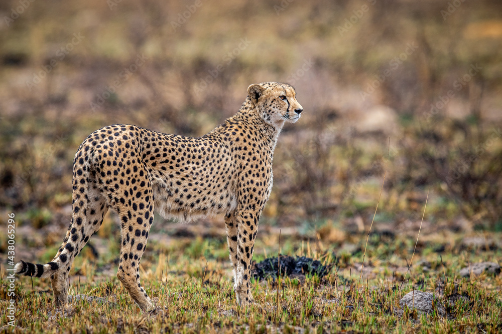 Cheetah standing in the bush and observing. Cheetah standing in the bush and observing.