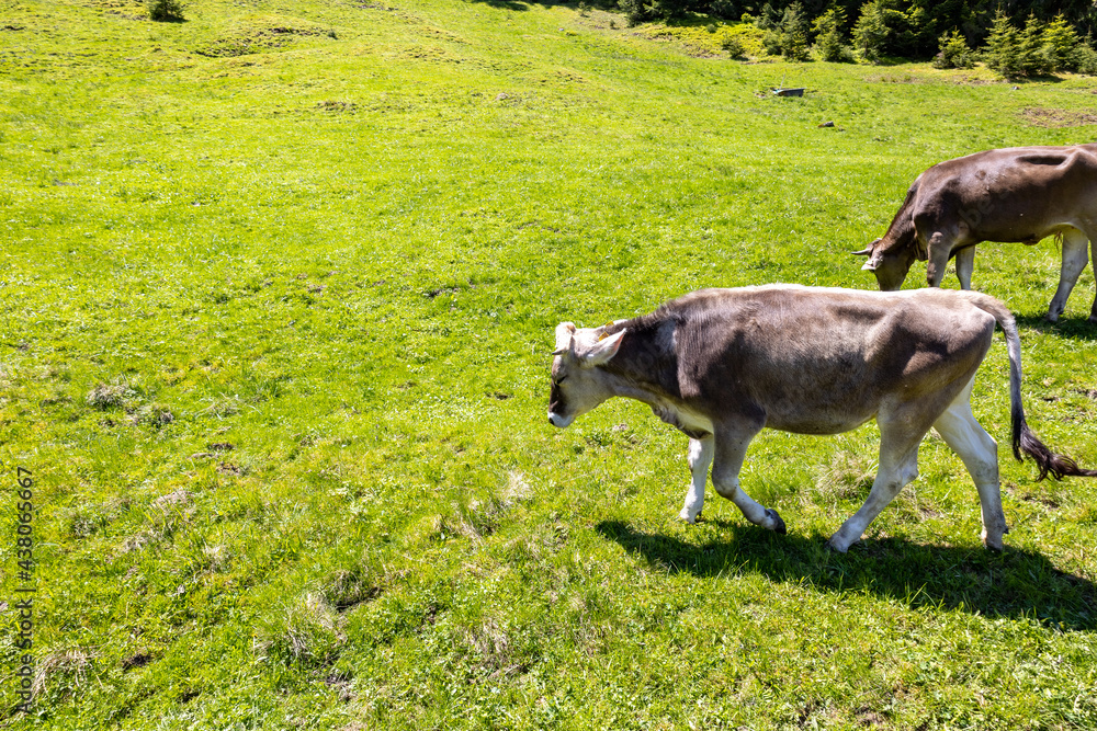 Obraz premium Rinder in wunderschönem Alpenpanorama
