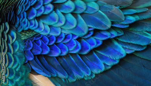 Closeup peacock feathers for beautiful background ,Green Peafowl