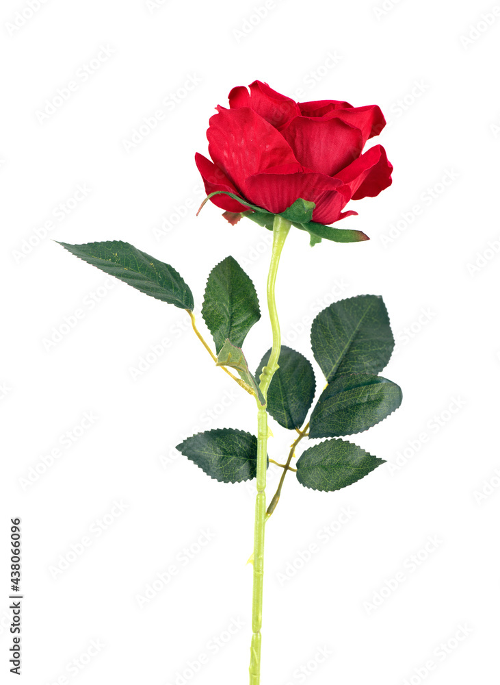 Fototapeta premium A red rose