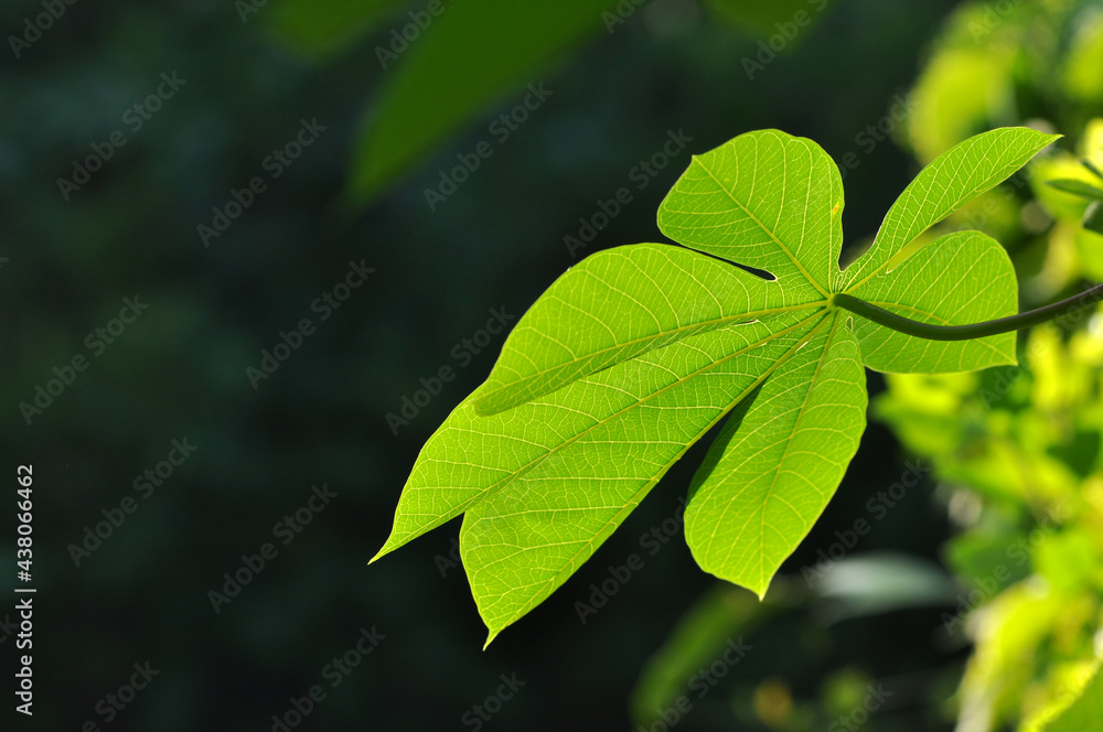 Close up of cassava leaves with bokeh background Close up of cassava leaves with bokeh background