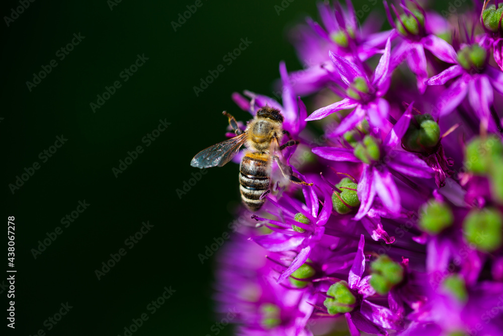 Bee on ornamental onion, summer Bee on ornamental onion, summer