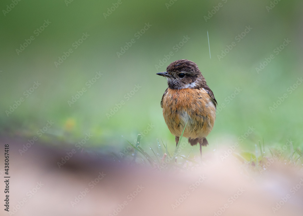 Small orange common stonechat standing in the middle of a field in a rainy day with a green background Small orange common stonechat standing in the middle of a field in a rainy day with a green background