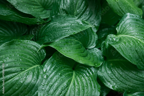 Background of green leaves of a lily flower. The texture of wet leaves in the rain.