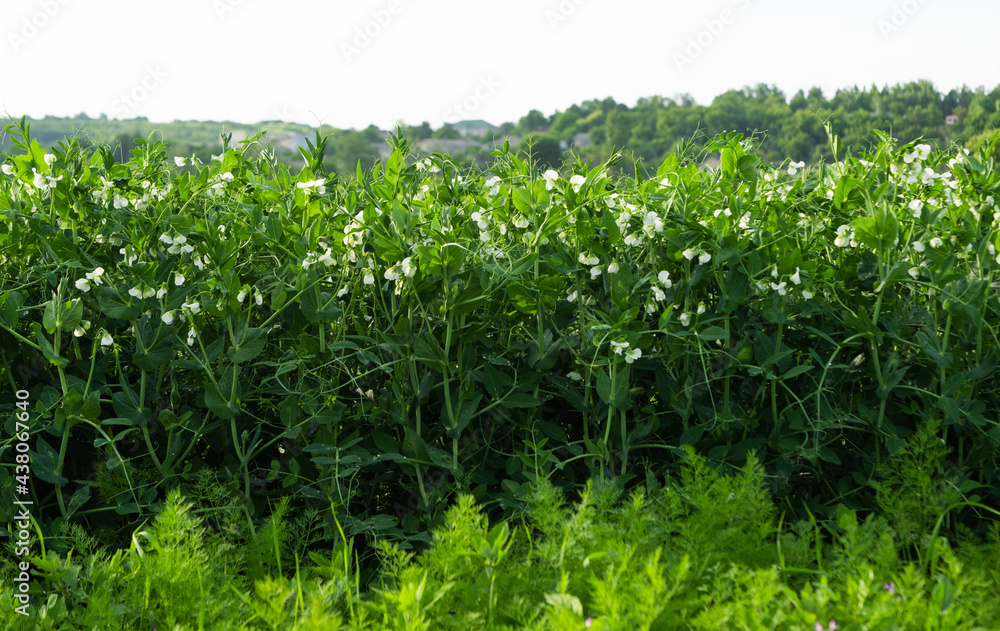 green peas growing on the farm green peas growing on the farm