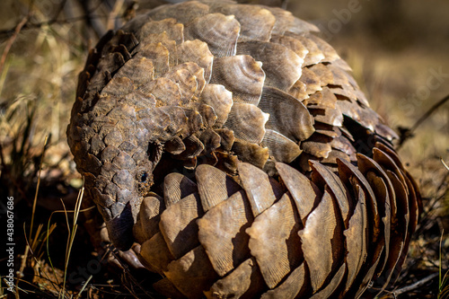 Ground pangolin rolling up in the grass. photo