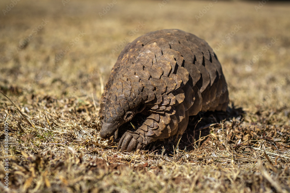 Ground pangolin crawling in the bush. Ground pangolin crawling in the bush.