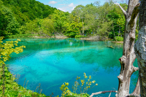 Fototapeta Naklejka Na Ścianę i Meble -  Virgin nature of Plitvice lakees national park, Croatia
