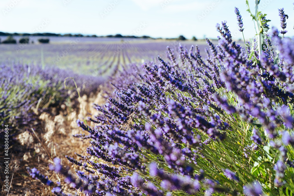 Lavender spikes. Field of Lavender, Lavandula angustifolia, Lavandula officinalis. Full frame background.