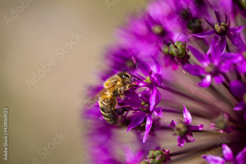 Zierlauch (Allium) with bee