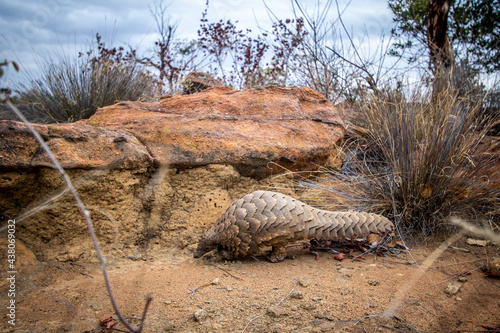 Ground pangolin crawling in the bush.