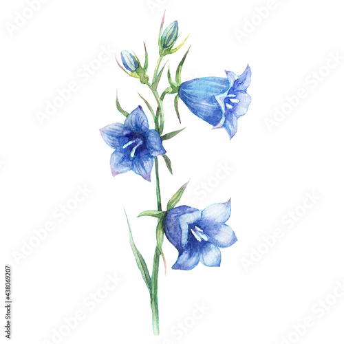 Watercolor illustration of Blue bells on a white background. Floral design for cosmetics, perfumes, women's products, spring or summer banner and textile. Bellflower, Campanula. © Antonina Rushkina