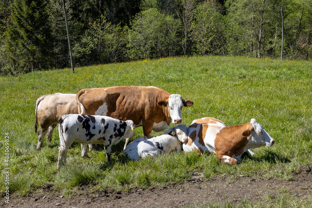 Kuhfamilie auf der Weide mit bunten Kälbern Kuhfamilie auf der Weide mit bunten Kälbern