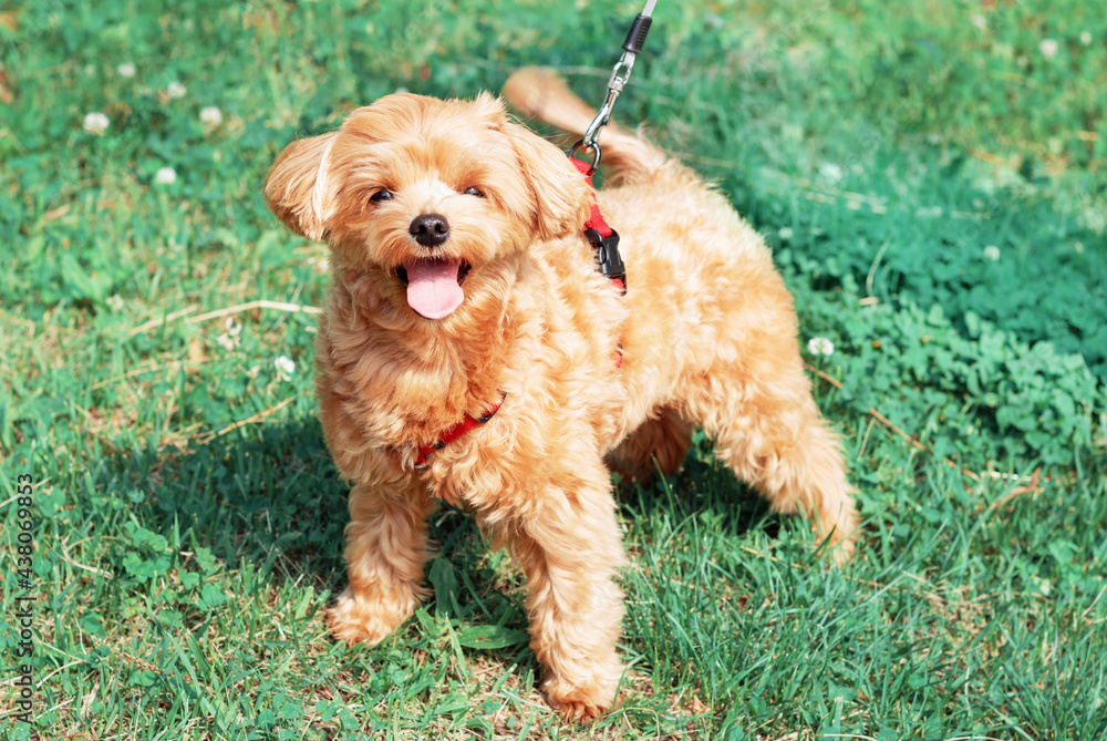 Small brown maltese dog on a green grass close up front view. Small brown maltese dog on a green grass close up front view.