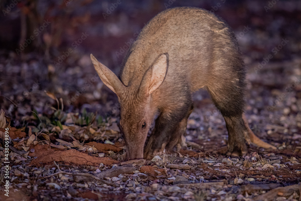 Aardvark foraging for ants in the early evening. Aardvark foraging for ants in the early evening.