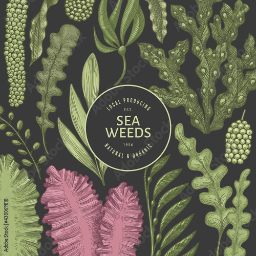 Seaweed design template. Hand drawn vector seaweeds illustration. Engraved style sea food banner. Retro sea plants background