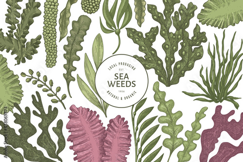 Seaweed design template. Hand drawn vector seaweeds illustration. Engraved style sea food banner. Retro sea plants background