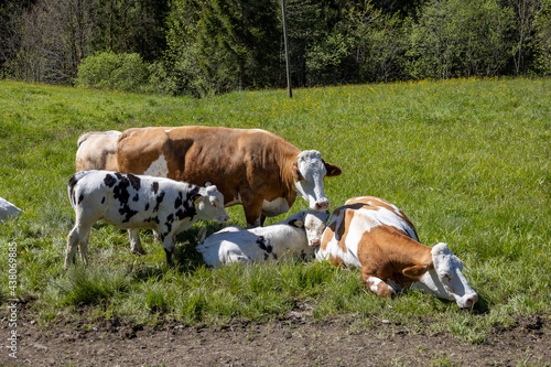 Kuh Herde kuschelnd in wunderschönem Alpenpanorama