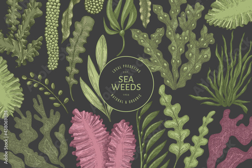 Seaweed design template. Hand drawn vector seaweeds illustration. Engraved style sea food banner. Retro sea plants background photo