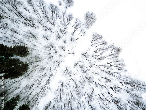 snow covered branches