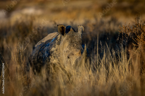 White rhino in the tall grass.