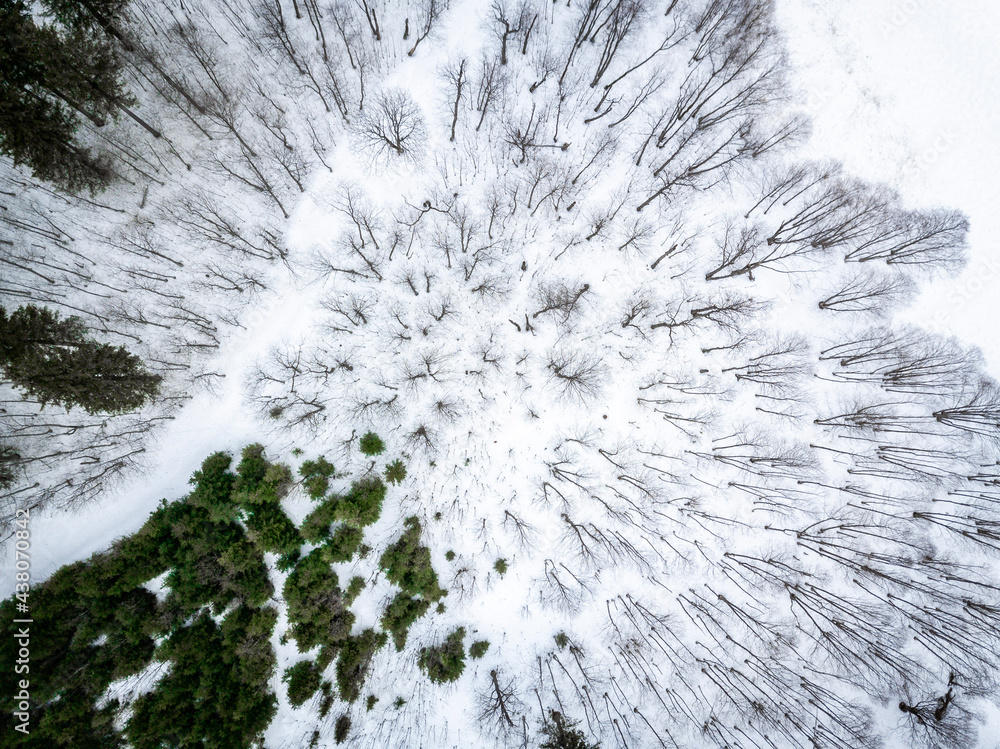 snow covered tree snow covered tree