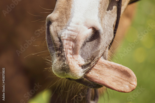 Horse portrait close up. Nose and long tongue. A brown horse on a green blurry background.