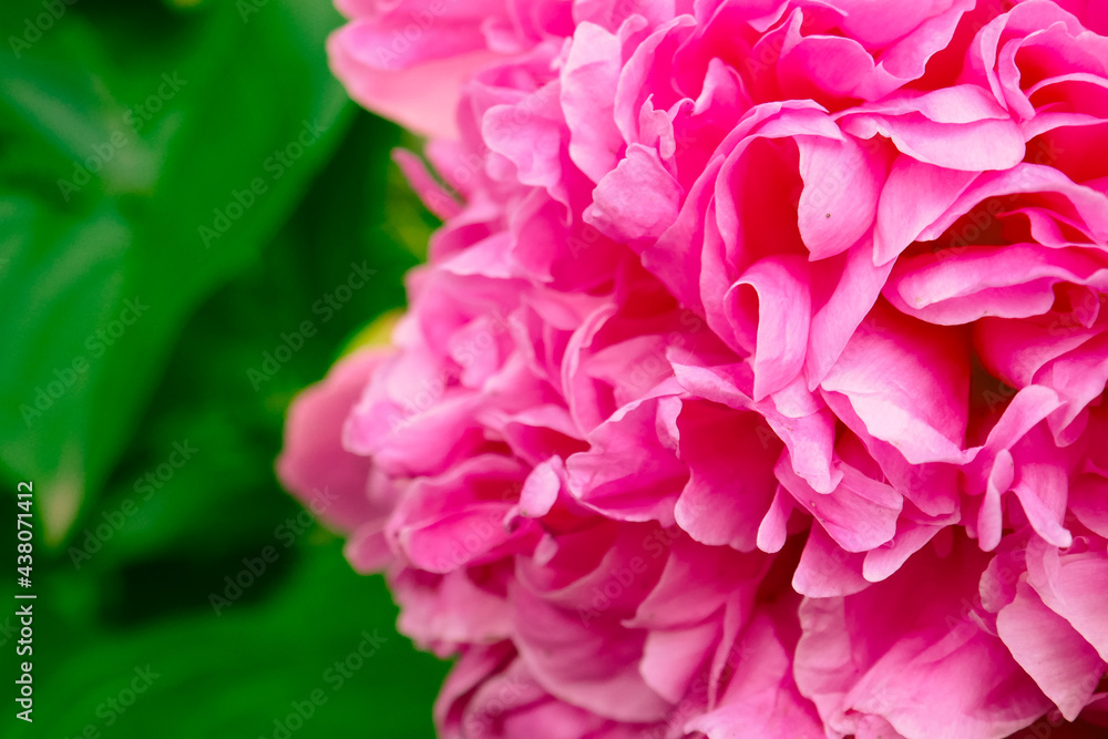 Beautiful photo background with peony flower.